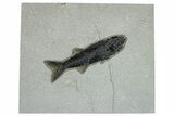 Uncommon Fish Fossil (Mioplosus) - Wyoming #269827-1